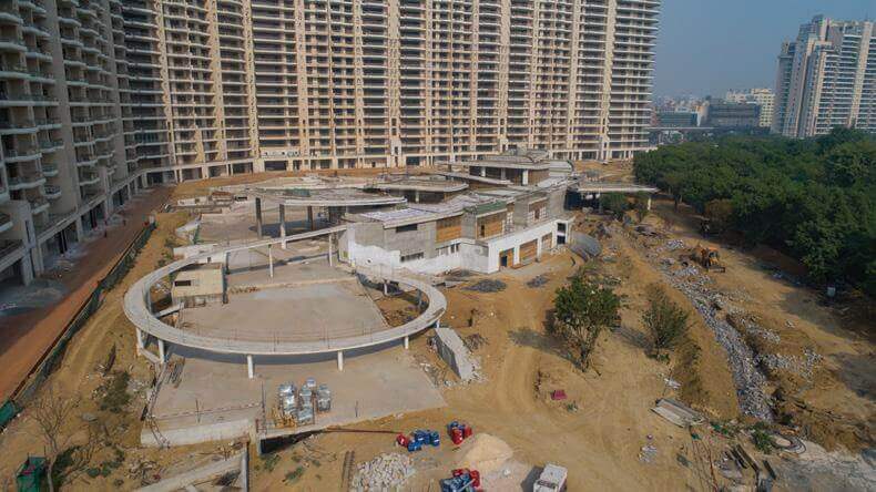 DLF Camellias (Resale) by DLF